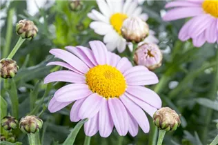 Argyranthemum frutescens, rosa - Strauchmargerite Argyranthemum frutescens, rosa - Strauchmargerite