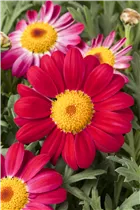 Argyranthemum frutescens, rot - Argyranthemum frutescens, rot Argyranthemum frutescens, rot - Argyranthemum frutescens, rot