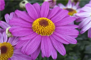 Argyranthemum frutescens, rosa - Strauchmargerite Argyranthemum frutescens, rosa - Strauchmargerite