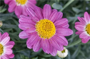 Argyranthemum frutescens, rosa - Strauchmargerite Argyranthemum frutescens, rosa - Strauchmargerite