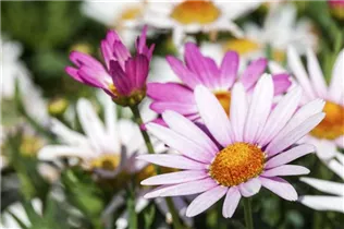 Argyranthemum frutescens, rosa - Strauchmargerite Argyranthemum frutescens, rosa - Strauchmargerite
