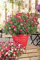 Argyranthemum frutescens, rot - Argyranthemum frutescens, rot Argyranthemum frutescens, rot - Argyranthemum frutescens, rot