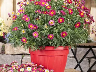 Argyranthemum frutescens, rot - Argyranthemum frutescens, rot Argyranthemum frutescens, rot - Argyranthemum frutescens, rot