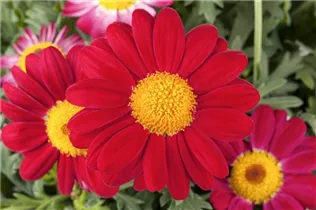 Argyranthemum frutescens, rot - Argyranthemum frutescens, rot Argyranthemum frutescens, rot - Argyranthemum frutescens, rot