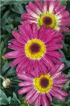 Argyranthemum frutescens, rot - Argyranthemum frutescens, rot Argyranthemum frutescens, rot - Argyranthemum frutescens, rot