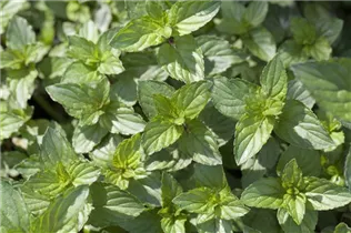 Samen Sperli - Pfefferminze Samen Sperli - Pfefferminze