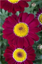 Argyranthemum frutescens, rot - Argyranthemum frutescens, rot Argyranthemum frutescens, rot - Argyranthemum frutescens, rot