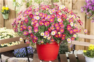 Argyranthemum frutescens, rot - Argyranthemum frutescens, rot Argyranthemum frutescens, rot - Argyranthemum frutescens, rot