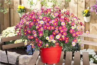 Argyranthemum frutescens, rot - Argyranthemum frutescens, rot Argyranthemum frutescens, rot - Argyranthemum frutescens, rot