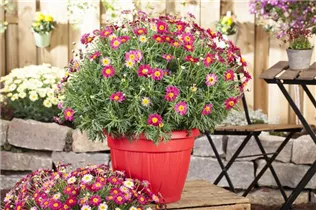 Argyranthemum frutescens, rot - Argyranthemum frutescens, rot Argyranthemum frutescens, rot - Argyranthemum frutescens, rot