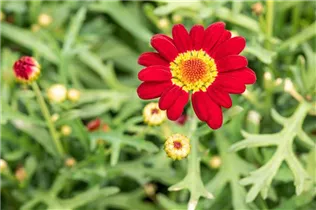 Argyranthemum frutescens, rot - Argyranthemum frutescens, rot Argyranthemum frutescens, rot - Argyranthemum frutescens, rot