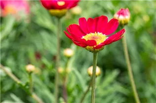 Argyranthemum frutescens, rot - Argyranthemum frutescens, rot Argyranthemum frutescens, rot - Argyranthemum frutescens, rot