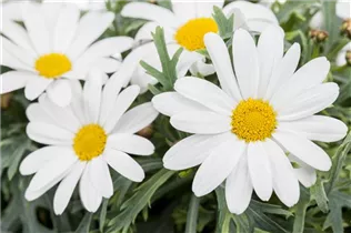 Argyranthemum frutescens, weiß - Strauchmargerite Argyranthemum frutescens, weiß - Strauchmargerite