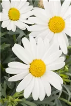 Argyranthemum frutescens, weiß - Strauchmargerite Argyranthemum frutescens, weiß - Strauchmargerite