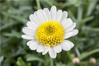 Argyranthemum frutescens, weiß - Strauchmargerite Argyranthemum frutescens, weiß - Strauchmargerite