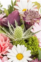 Argyranthemum frutescens, weiß - Strauchmargerite Argyranthemum frutescens, weiß - Strauchmargerite