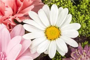 Argyranthemum frutescens, weiß - Strauchmargerite Argyranthemum frutescens, weiß - Strauchmargerite