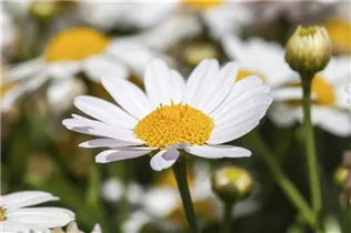 Argyranthemum frutescens, weiß - Strauchmargerite Argyranthemum frutescens, weiß - Strauchmargerite