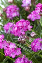 Armeria maritima - Strand-Grasnelke