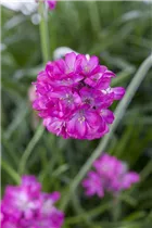 Armeria maritima - Strand-Grasnelke