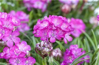 Armeria maritima - Strand-Grasnelke