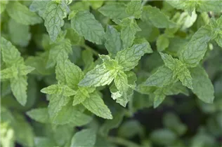 Samen Sperli - Pfefferminze Samen Sperli - Pfefferminze