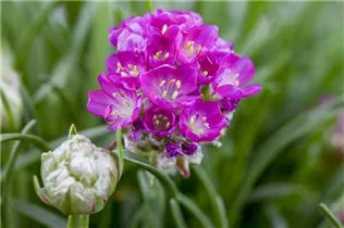 Armeria maritima - Strand-Grasnelke