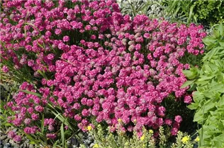 Armeria maritima - Strand-Grasnelke