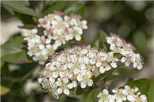 Aronia melanocarpa - Kahle Apfelbeere Aronia melanocarpa - Kahle Apfelbeere