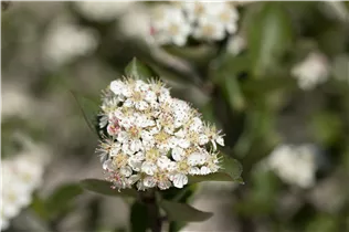 Aronia melanocarpa - Kahle Apfelbeere Aronia melanocarpa - Kahle Apfelbeere