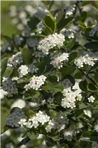 Aronia x prunifolia 'Viking' - Apfelbeere 'Viking' Aronia x prunifolia 'Viking' - Apfelbeere 'Viking'