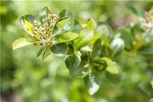 Aronia x prunifolia - Pflaumenblättrige Apfelbeere Aronia x prunifolia - Pflaumenblättrige Apfelbeere