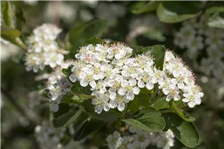 Aronia x prunifolia 'Viking' - Apfelbeere 'Viking' Aronia x prunifolia 'Viking' - Apfelbeere 'Viking'