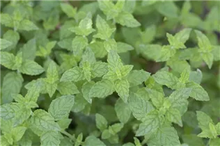 Samen Sperli - Pfefferminze Samen Sperli - Pfefferminze