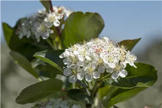 Aronia x prunifolia 'Viking' - Apfelbeere 'Viking' Aronia x prunifolia 'Viking' - Apfelbeere 'Viking'