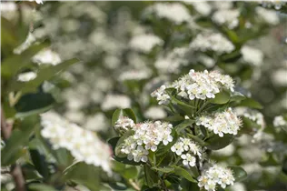 Aronia x prunifolia 'Viking' - Apfelbeere 'Viking' Aronia x prunifolia 'Viking' - Apfelbeere 'Viking'