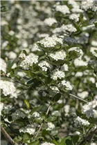 Aronia x prunifolia 'Viking' - Apfelbeere 'Viking' Aronia x prunifolia 'Viking' - Apfelbeere 'Viking'