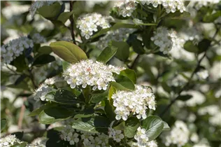 Aronia x prunifolia 'Viking' - Apfelbeere 'Viking' Aronia x prunifolia 'Viking' - Apfelbeere 'Viking'
