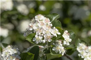 Aronia x prunifolia 'Viking' - Apfelbeere 'Viking' Aronia x prunifolia 'Viking' - Apfelbeere 'Viking'