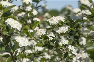 Aronia x prunifolia 'Viking' - Apfelbeere 'Viking' Aronia x prunifolia 'Viking' - Apfelbeere 'Viking'