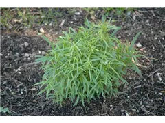 Artemisia dracunculus - Estragon Artemisia dracunculus - Estragon