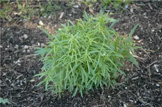 Artemisia dracunculus - Estragon Artemisia dracunculus - Estragon