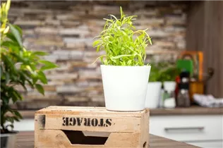 Artemisia dracunculus - Estragon Artemisia dracunculus - Estragon