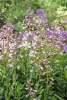  - Diptam – wenn eine Pflanze Feuer fängt