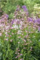 Dictamnus albus - Gewöhnlicher Diptam