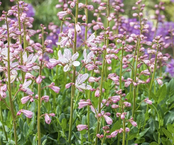- Diptam – wenn eine Pflanze Feuer fängt  - Diptam – wenn eine Pflanze Feuer fängt