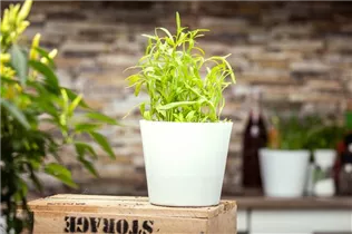 Artemisia dracunculus - Estragon Artemisia dracunculus - Estragon