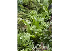 Asplenium scolopendrium - Hirschzungenfarn Asplenium scolopendrium - Hirschzungenfarn