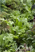 Asplenium scolopendrium - Hirschzungenfarn Asplenium scolopendrium - Hirschzungenfarn