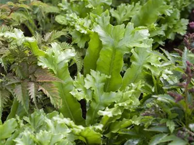 Asplenium scolopendrium - Hirschzungenfarn Asplenium scolopendrium - Hirschzungenfarn